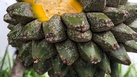 Tebak-tebak buah manggis, Cak Imin bertanya pada netizen kira-kira ini buah apa? Ia memberi clue, aroma buahnya sangat manis. Kira-kira apa ya? Foto: Instagram cakiminow