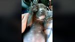 Foto: Momen Penyelamatan Anjing Menggigil di Bawah Jembatan
