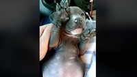 Departemen Kepolisian Daytona Beach dalam Facebooknya menyampaikan ucapan terima kasih kepada pihak yang telah memberitahukan adanya anjing yang ditelantarkan hingga menggigil di Jembatan Seabreeze pada pertengahan Januari 2018. (Foto: Dok. Daytona Beach Police Department)
