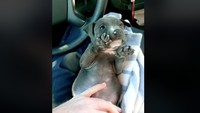 Saat itu suhu di bawah jembatan adalah di bawah titik beku air.  (Foto: Dok. Daytona Beach Police Department)