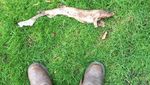 Penampakan Hiu yang Jatuh Misterius di Kebun Rumah di Inggris