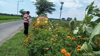 Berkat tanaman dan bunga cantik ini, petani mengurangi penggunaan pestisida. (Foto: Yakub Mulyono/detikcom)