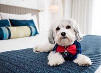 Buster siap menemani kamu yang kesepian (Instagram/@nikkopupsf)