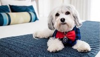 Di Hotel Nikko, Buster berkedudukan sebagai seorang COO. Bukan pimpinan perusahaan dalam arti sebenarnya, melainkan Canine Operating Officer (Instagram/@nikkopupsf)