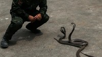 Saat militer AS dan Thailand melatih keberanian menghadapi ular kobra. 