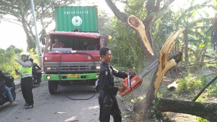Tabrak Pohon Trembesi, Kontainer Truk Trailer Nyangkut