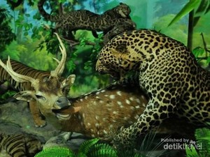 Rahmat International Wildlife Museum & Gallery: Lokasi dan Harga Tiket