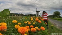Ini sawah di Desa Dukuhdempok, Kecamatan Wuluhan, Jember. Gambar diambil detikcom pada Senin (19/2/2018). Cantik kan? (Foto: Yakub Mulyono)