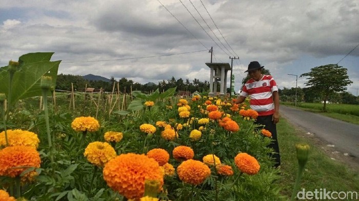 Petani Di Jember Usir Hama Dengan Tanam Bunga