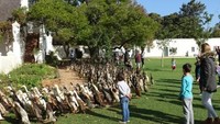 Hama bisa merusak berbagai tanaman anggur yang ada diperkebunan. Para bebek juga dapat keuntungan dengan mencari makan di area tersebut (TripAdvisor)