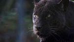 Penampakan Black Panther dari Berbagai Belahan Dunia