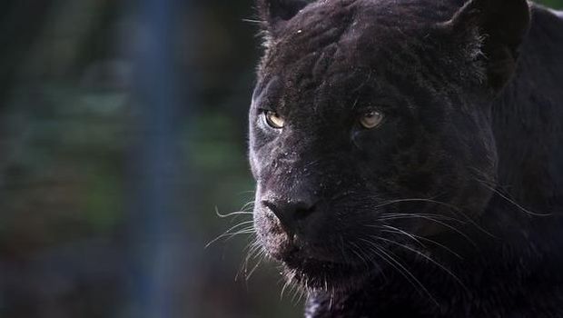 black panther