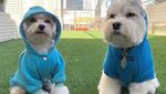 Foto: Anjing Penyambut Tamu Hotel yang Imut Banget