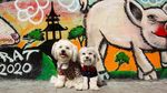 Foto: Anjing Penyambut Tamu Hotel yang Imut Banget