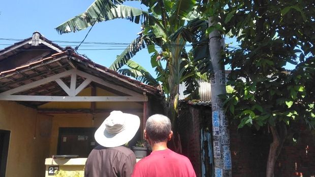 Warga Dikejutkan Pohon Pisang Bertandan dan Berjantung Dua di Surabaya