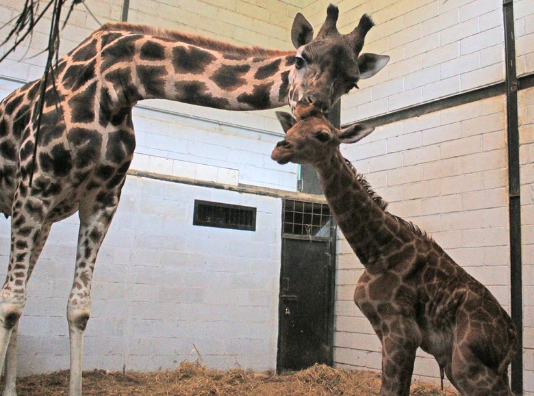 Hore! Emily Jerapah Betina di Taman Safari Lahirkan Seekor Pejantan Hore! Emily Jerapah Betina di Taman Safari Lahirkan Seekor Pejantan