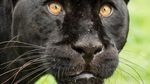 Penampakan Black Panther dari Berbagai Belahan Dunia