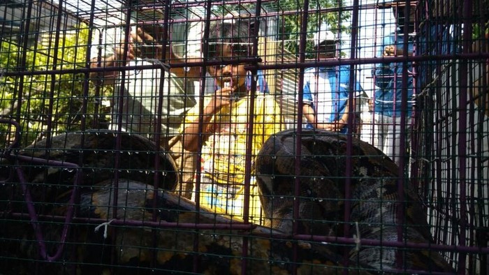 Ular Sanca yang Ditangkap Warga Probolinggo Kerap Mangsa Ternak