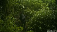 Data di kamera menunjukkan black panther ini melintas di hutan Jabung, Kabupaten Malang, pada 20 Januari 2018 sekitar pukul 15.32 WIB. (Foto: Dok Taman Nasional Bromo Tengger Semeru)