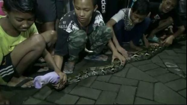 Ular sanca saat tertangkap