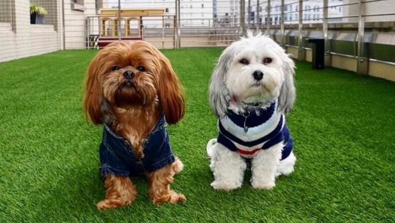 Buster Punya B K Teman Sesama Anjing Selebgram Ini Saat Dia Foto Bareng Dengan Anjing Louis Buster Punya B K Teman Sesama Anjing Selebgram Ini Saat Dia Foto Bareng Dengan Anjing Louis