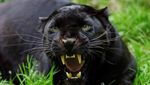 Penampakan Black Panther dari Berbagai Belahan Dunia
