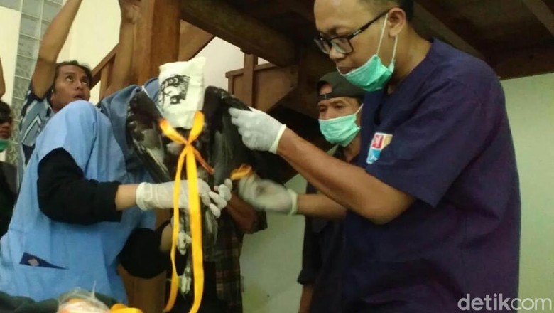 Seekor Elang Brontok Akan Dilepas di Hutan di Gunungkidul Seekor Elang Brontok Akan Dilepas di Hutan di Gunungkidul