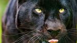 Penampakan Black Panther dari Berbagai Belahan Dunia