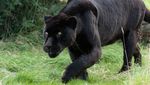 Penampakan Black Panther dari Berbagai Belahan Dunia
