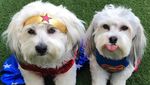 Foto: Anjing Penyambut Tamu Hotel yang Imut Banget