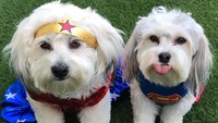 Saat perayaan Halloween, Buster juga ikutan. Dia didandani seperti superhero Wonder Women (Instagram/@nikkopupsf) 