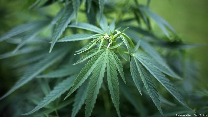 Ganja Dinobatkan sebagai Tanaman Obat Tahun 2018 di Austria