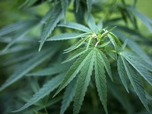 Ganja Dinobatkan sebagai Tanaman Obat Tahun 2018 di Austria