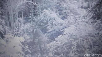 Terpopuler: Fakta-fakta Macan Tutul Bromo yang Wajib Traveler Tahu