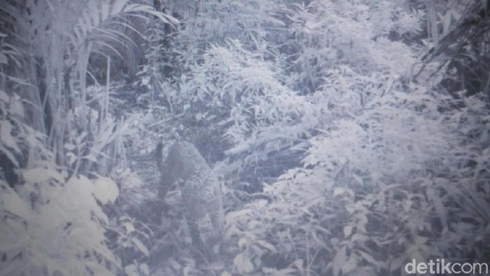 Fakta-fakta Macan Tutul di Bromo, Samakah dengan Macan Kumbang?