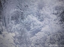 Terpopuler: Fakta-fakta Macan Tutul Bromo yang Wajib Traveler Tahu