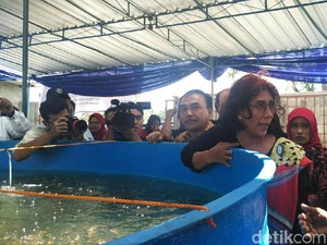 Menteri Susi Minta Warga Sleman Makan Ikan, Bukan Iwak Tempe