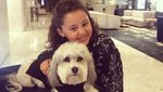 Foto: Anjing Penyambut Tamu Hotel yang Imut Banget