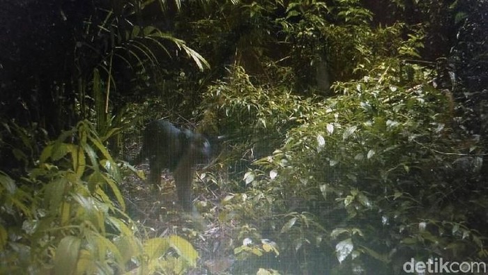 Black Panther