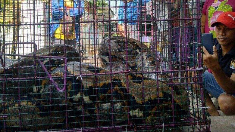Warga Probolinggo Tangkap Ular Sanca Sepanjang 5 Meter Warga Probolinggo Tangkap Ular Sanca Sepanjang 5 Meter