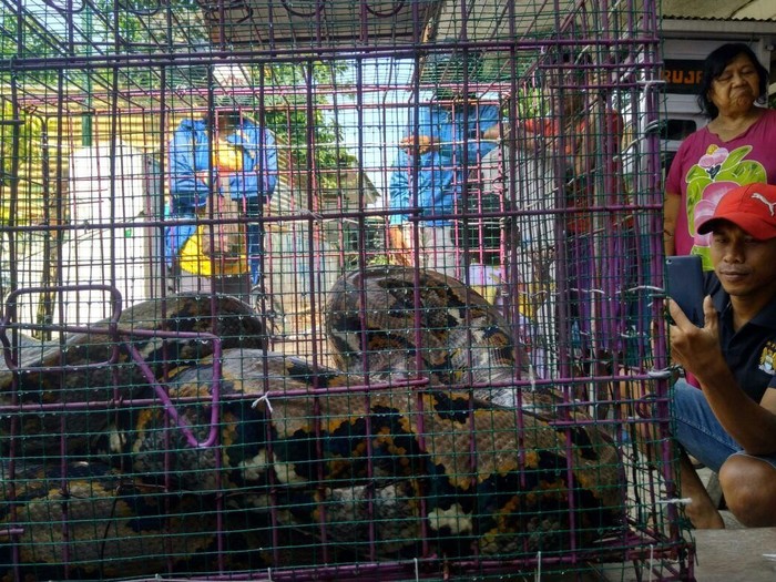 Ular Sanca Jumbo yang Ditangkap Warga Probolinggo Jadi Tontonan