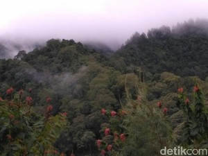 Siti Nurbaya Ungkap Rekor Pemberian Izin Usaha Hutan Per Kabinet