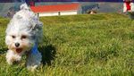 Foto: Anjing Penyambut Tamu Hotel yang Imut Banget
