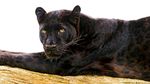 Penampakan Black Panther dari Berbagai Belahan Dunia