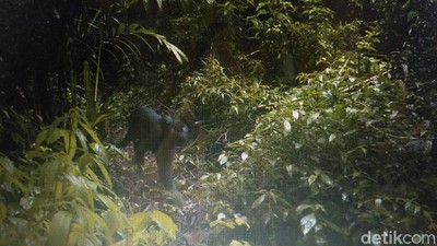 Foto: Black Panther yang Terekam Kamera di Taman Nasional Semeru