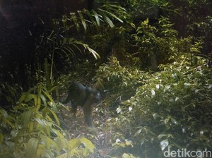 Cerita Mengerikan Kemunculan Black Panther di Jawa