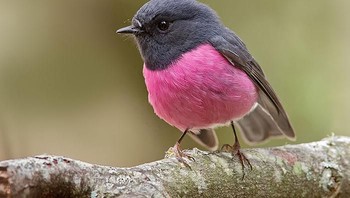 Burung robin pink. Foto: Imgur