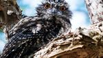 Foto: Deretan Tingkah Menarik Kakaktua Hingga Hiu di Australia