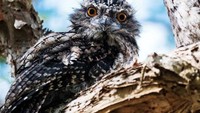 Burung paruh katak terlihat di sebuah pohon di Lismore, New South Wales.   (Foto: Dok. ABC Open Contributor via ABC News)