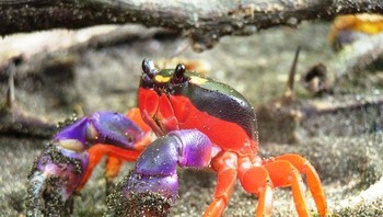 Kepiting Halloween. Foto: Imgur